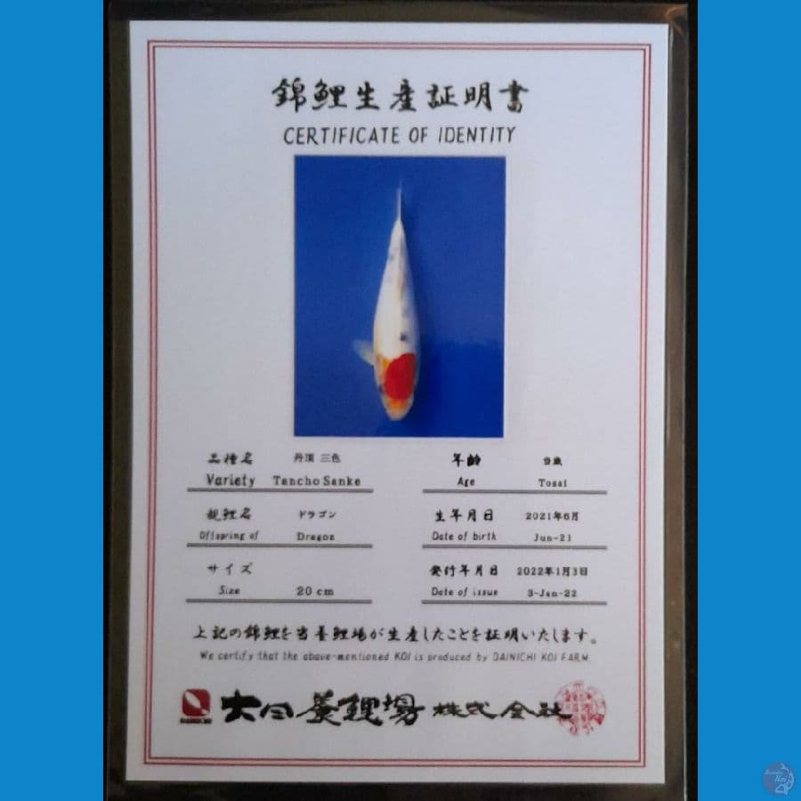 TANCHO SANKE DAINICHI 22CM
