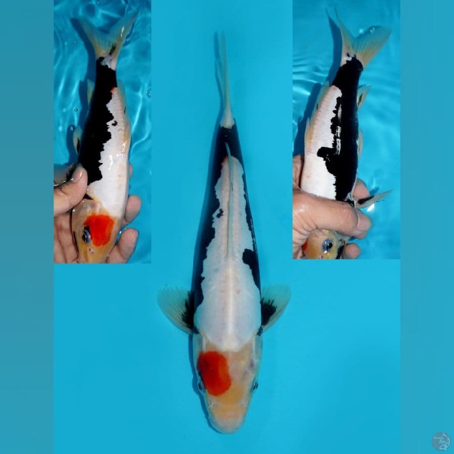 TANCHO BENI KUMONRYU MALE, 25 CM