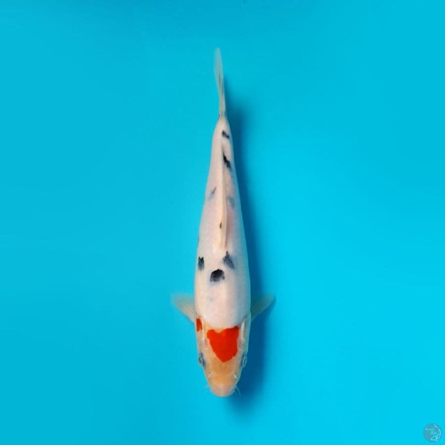 TANCHO SANKE DAINICHI 22CM