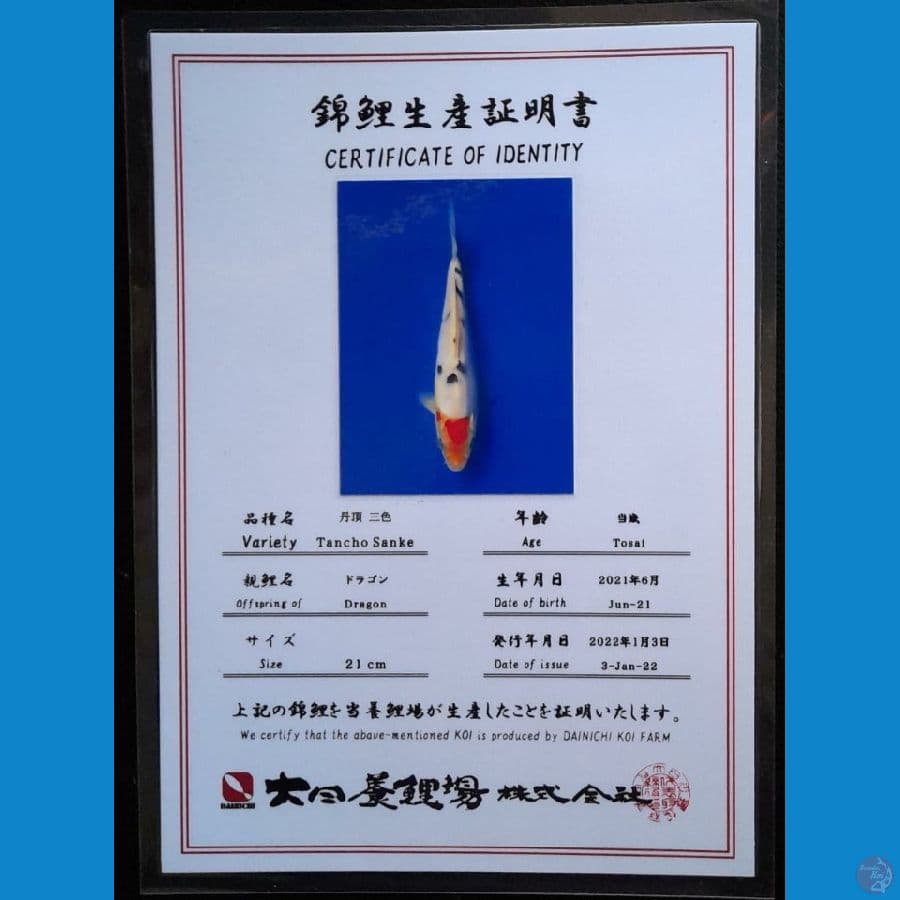 TANCHO SANKE DAINICHI 22CM