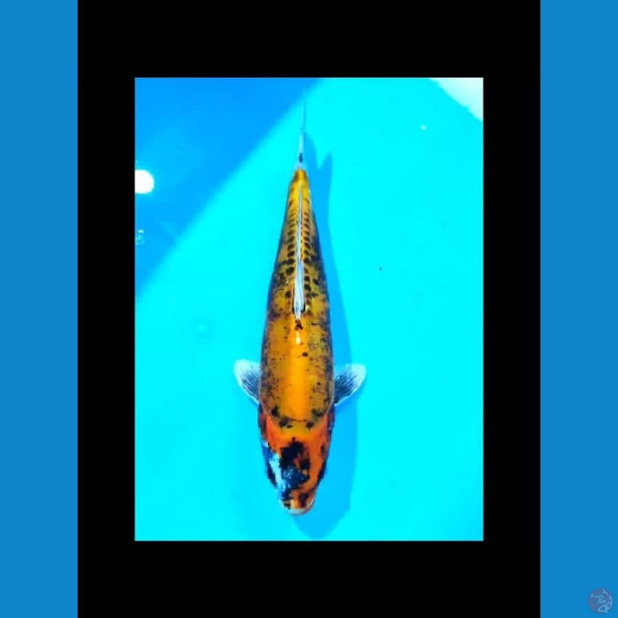 kikoriyu 32cm
