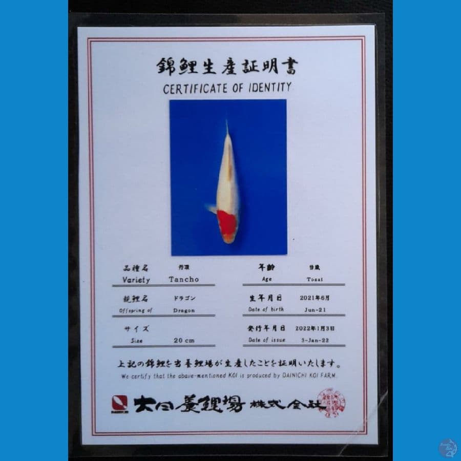 TANCHO SANKE DAINICHI 21CM