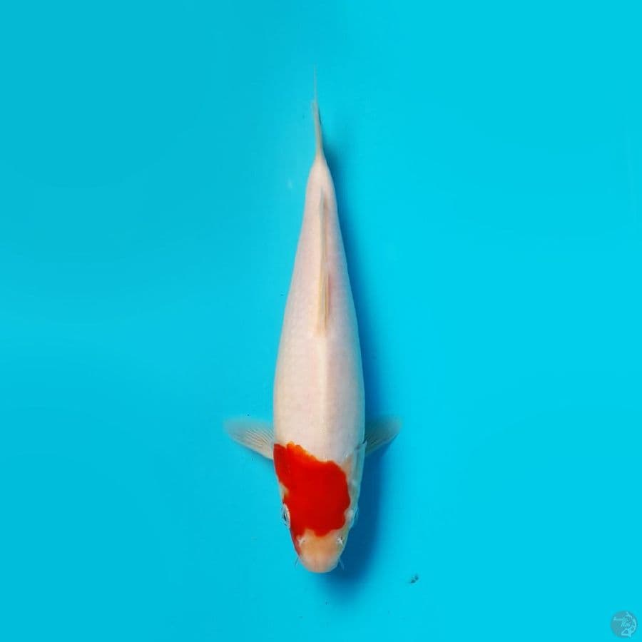 TANCHO SANKE DAINICHI 21CM