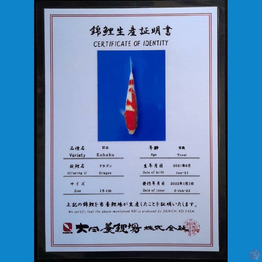 KOHAKU DAINICHI 20CM