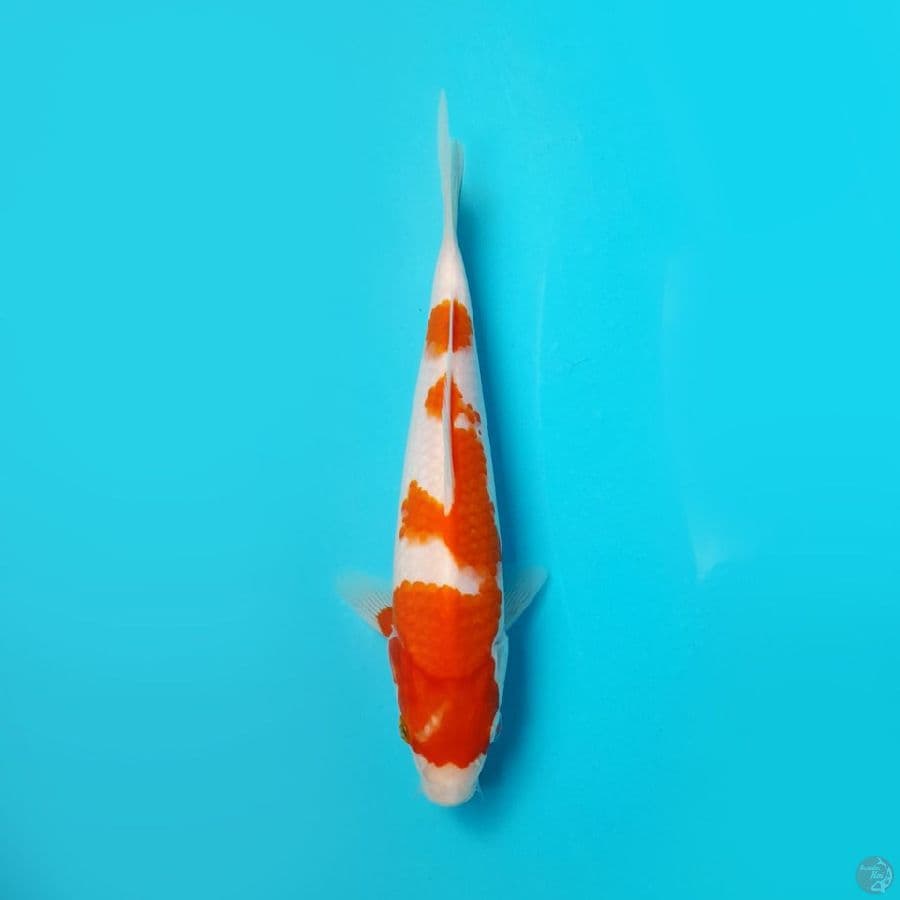 KOHAKU DAINICHI 20CM
