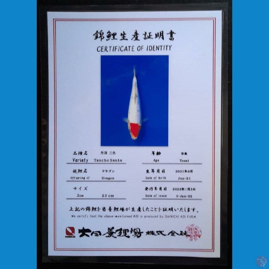 TANCHO SANKE DAINICHI 24CM