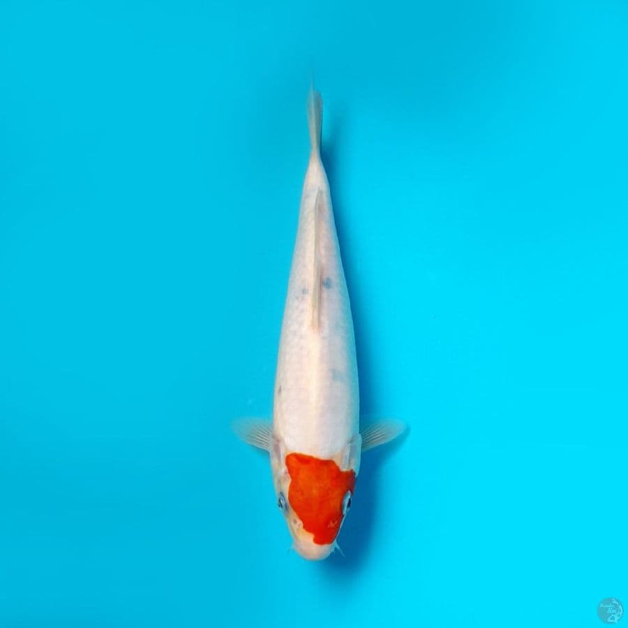 TANCHO SANKE DAINICHI 24CM