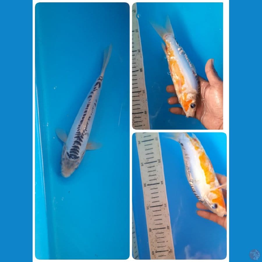 shusui 22cm