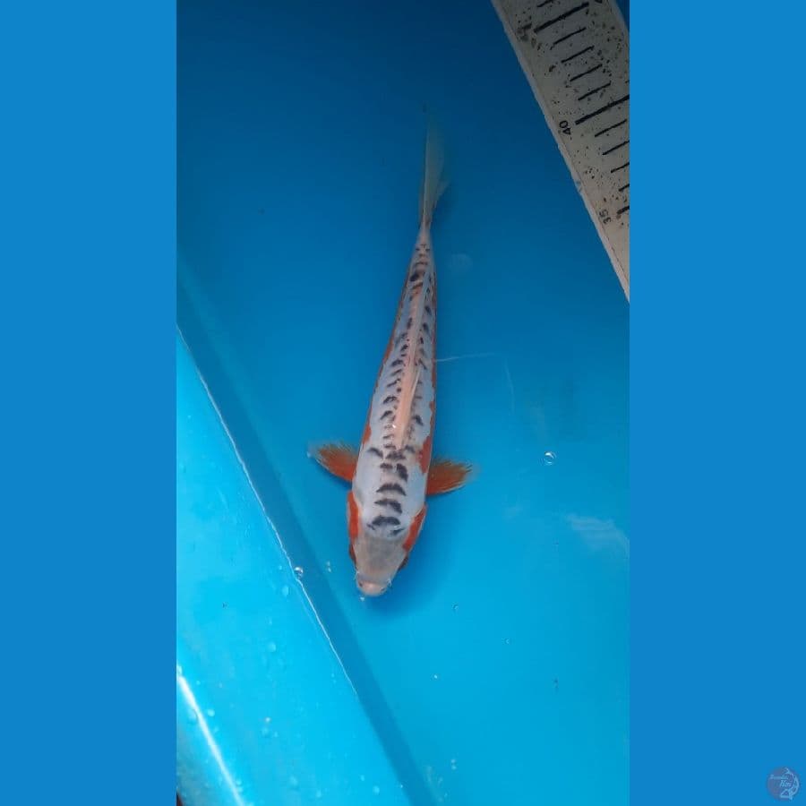 shusui 24cm