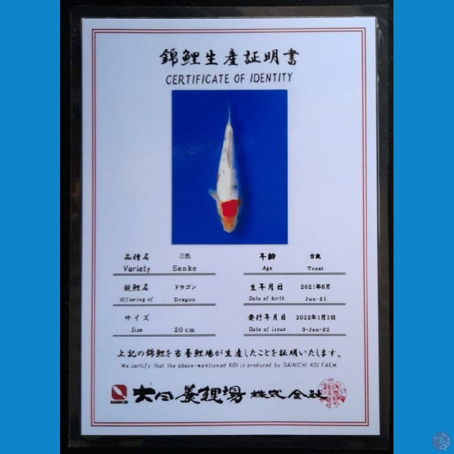 SANKE DAINICHI 22CM