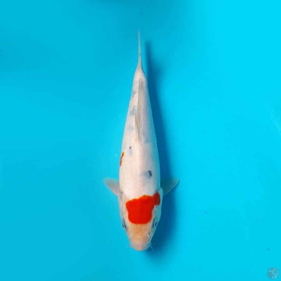 SANKE DAINICHI 22CM