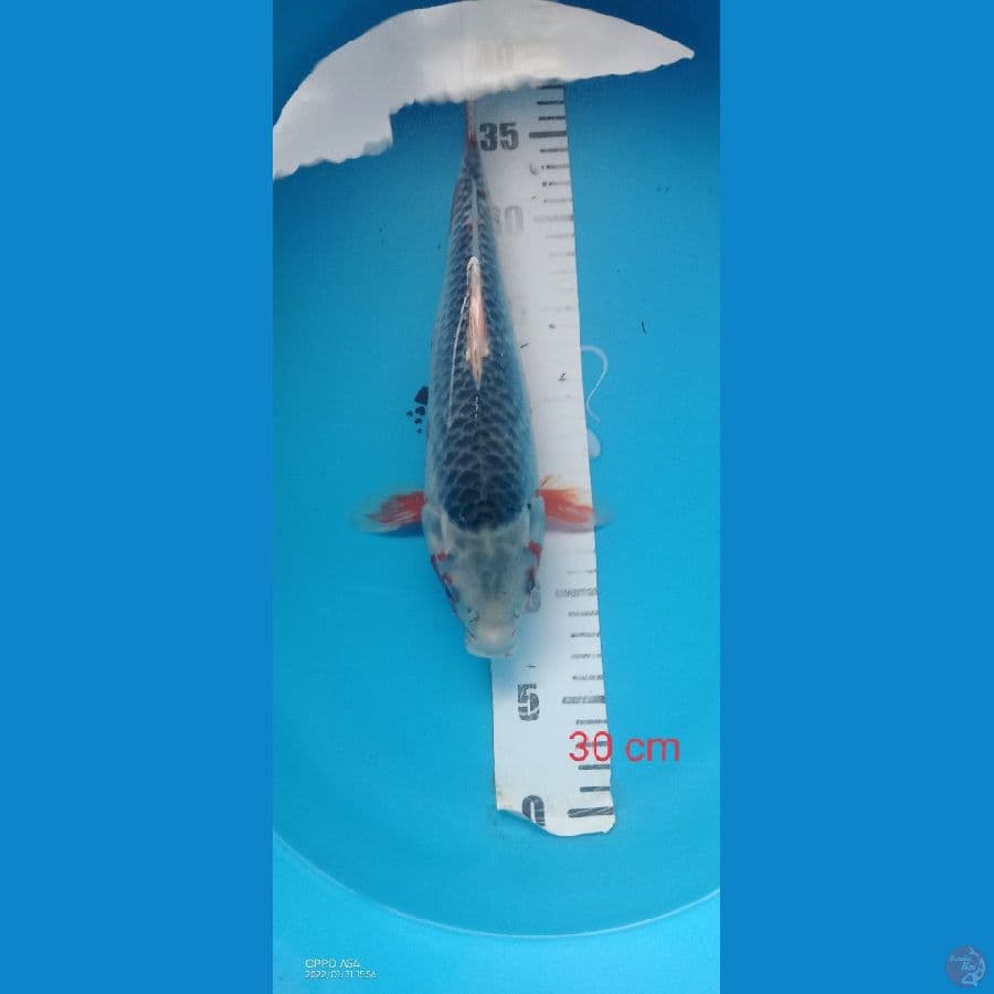 asagi 30 cm