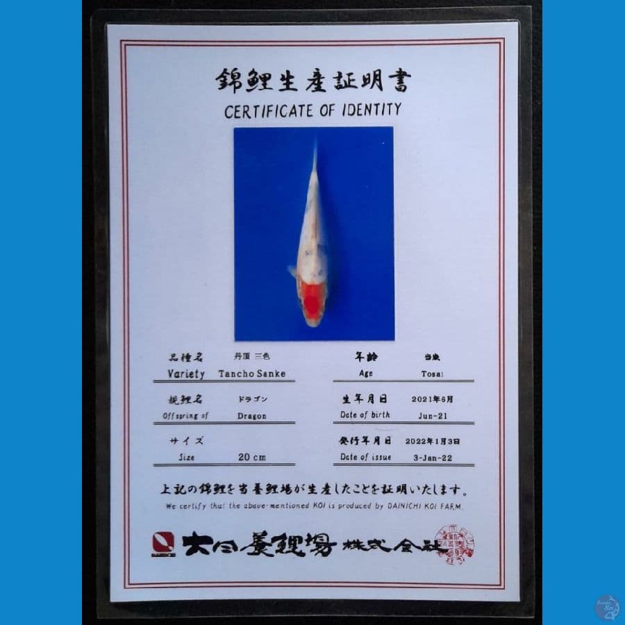 TANCHO SANKE DAINICHI 22CM