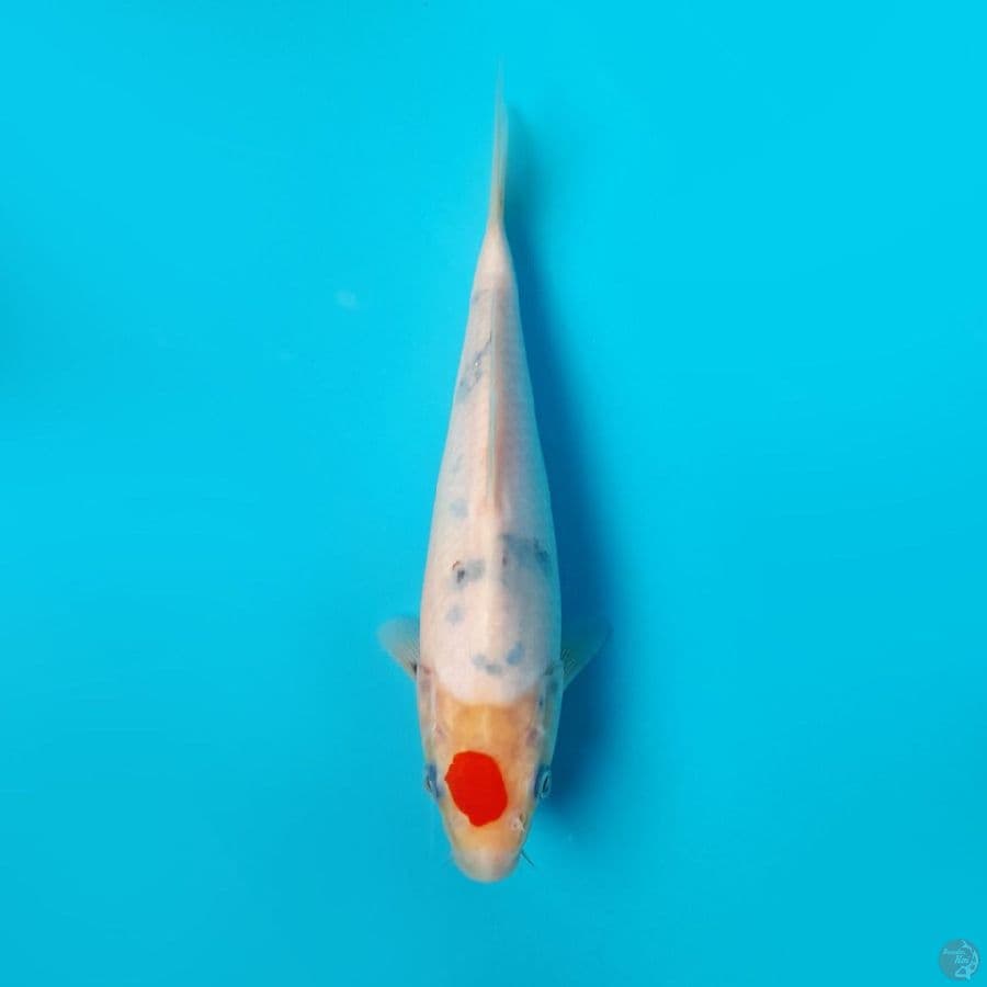 TANCHO SANKE DAINICHI 22CM