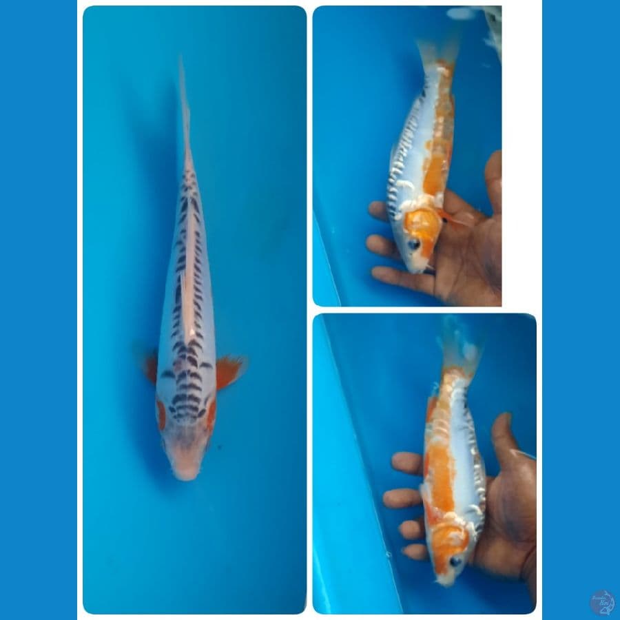shusui 23cm