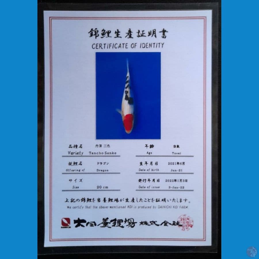 TANCHO SANKE DAINICHI 21 CM
