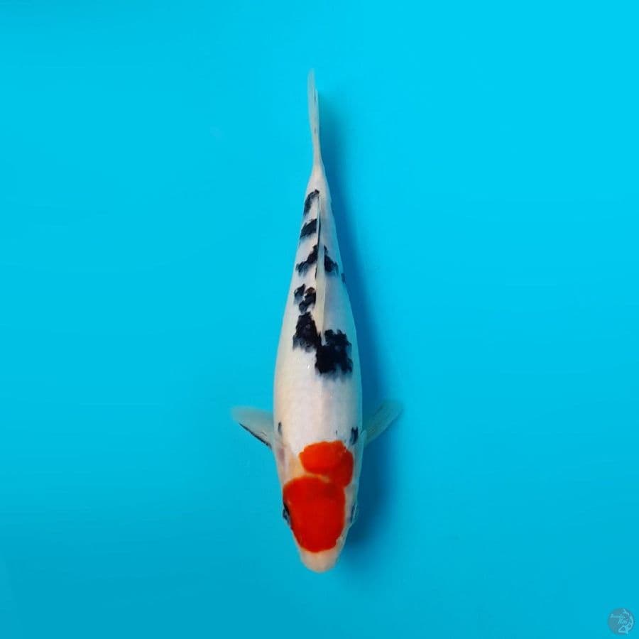 TANCHO SANKE DAINICHI 21 CM