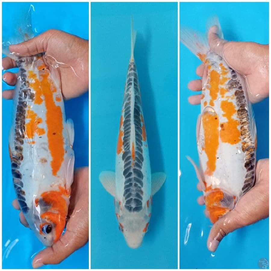 shusui 38cm