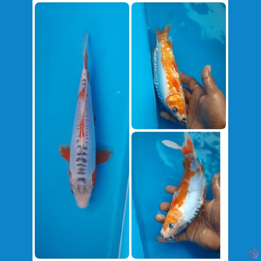shusui 23cm