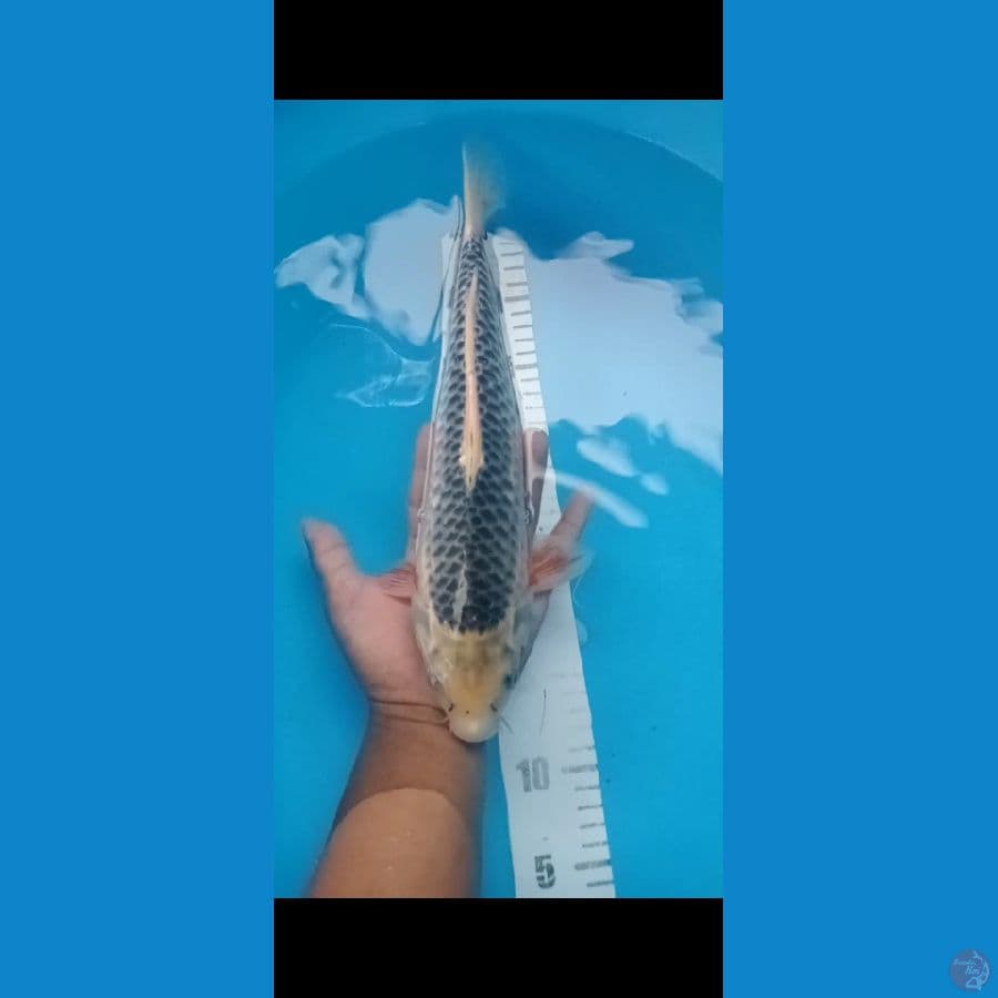 asagi 32 cm