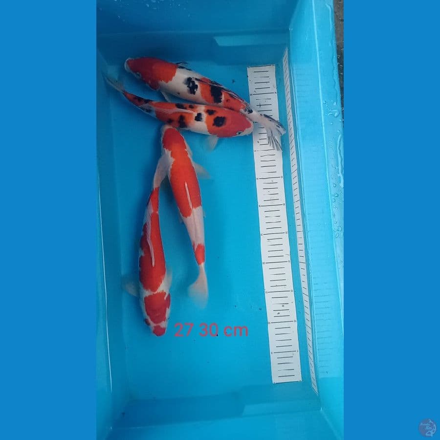 kohaku sanke 27 30 cm