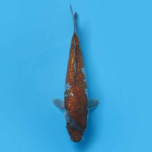 Ochiba ginrin 22cm