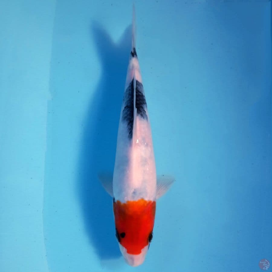 tancho showa, 24 cm
