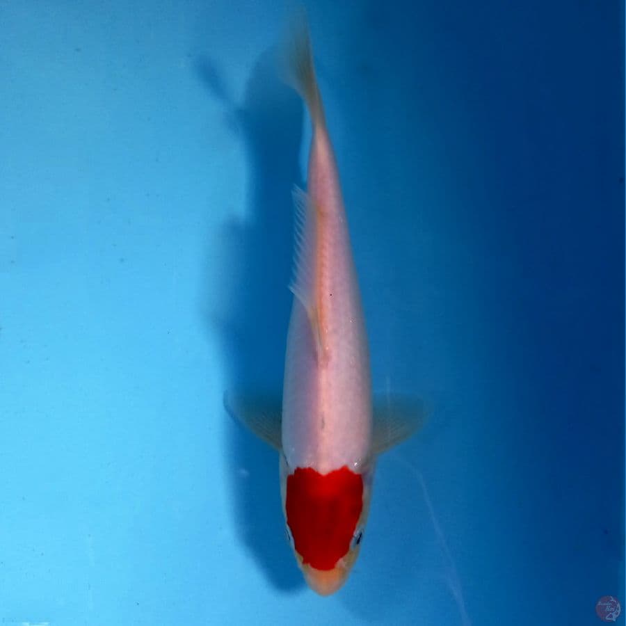 tancho kohaku, 21 cm