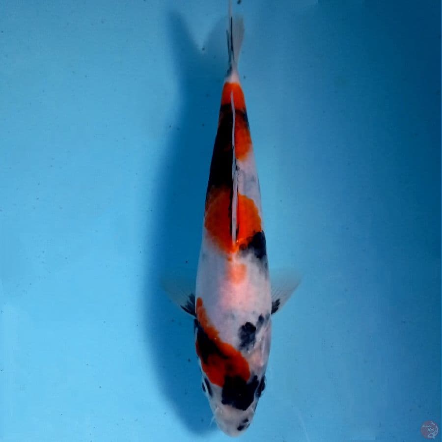 showa, 22 cm