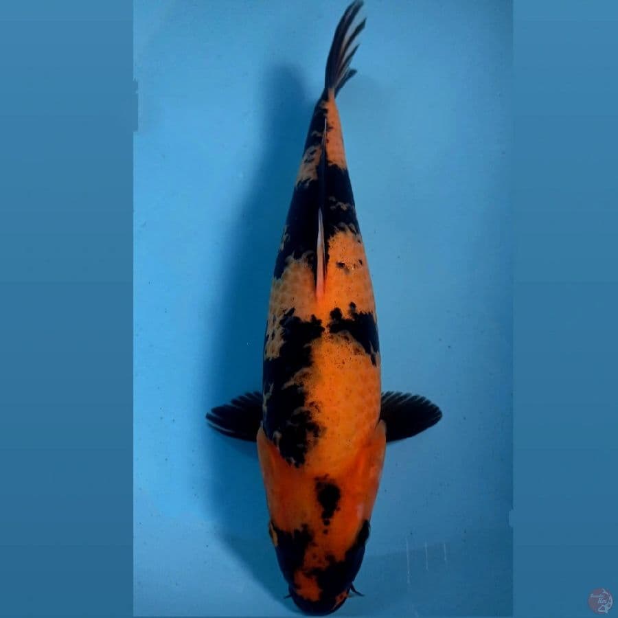 hi utsuri, 31 cm