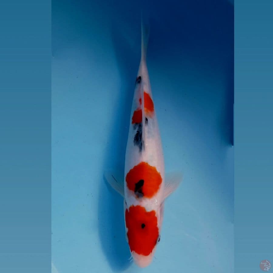 sanke, 27 cm