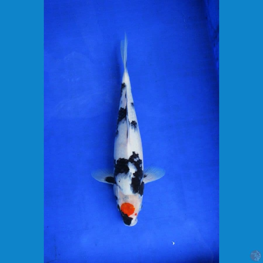 tancho showa ±35bu