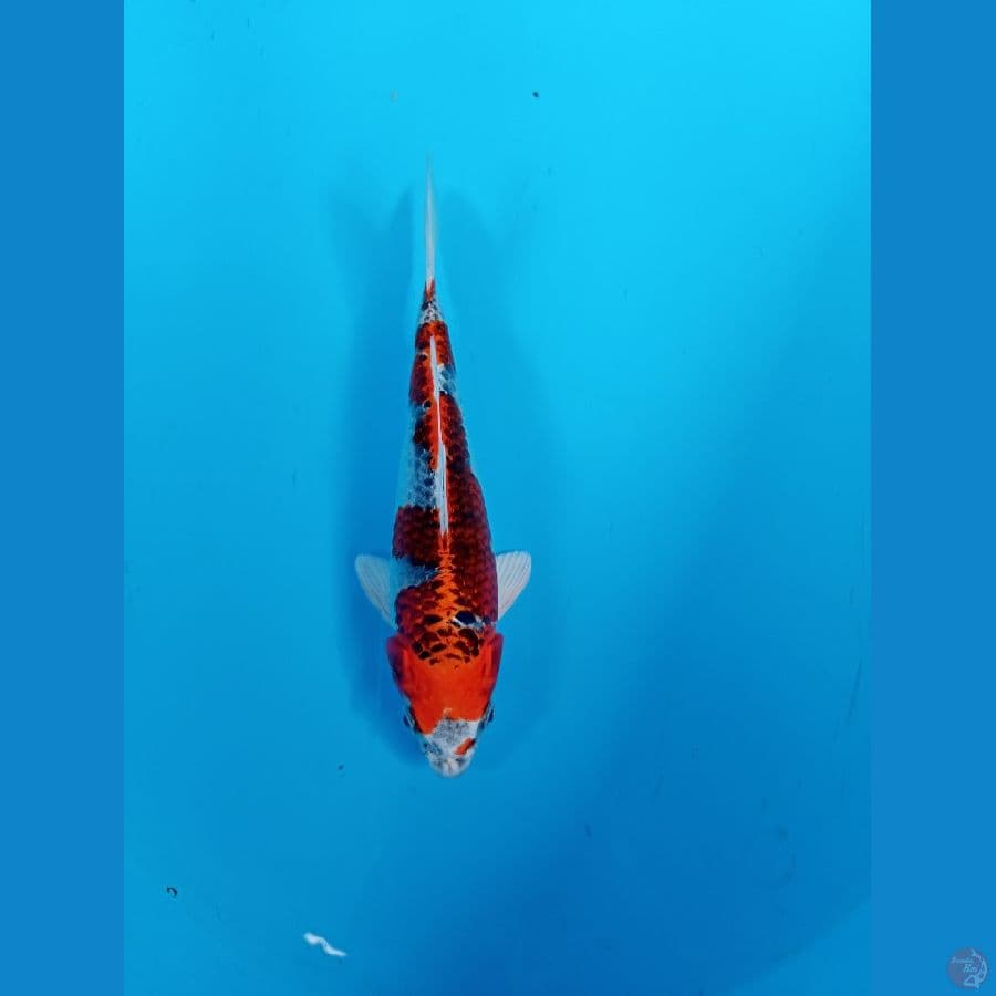 red kujaku 22 cm
