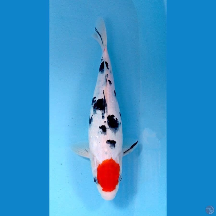 tancho sanke 29cm