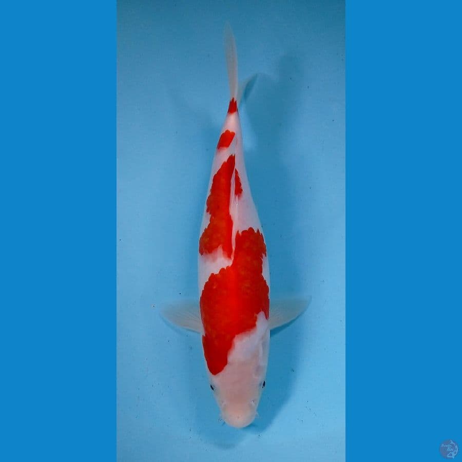 kohaku 27cm