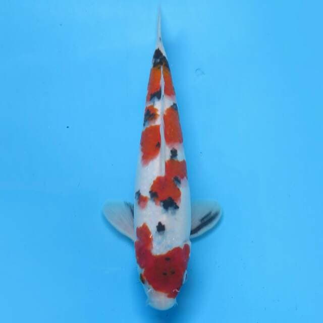 Sanke 25cm