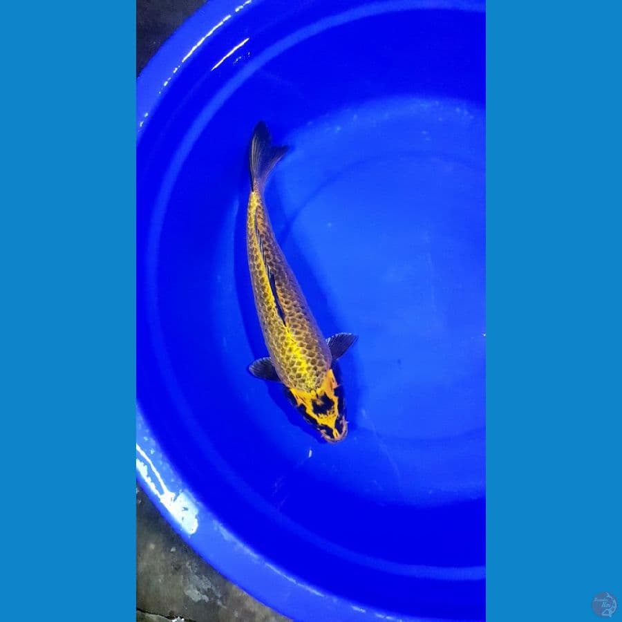 gold matsuba 30bu female