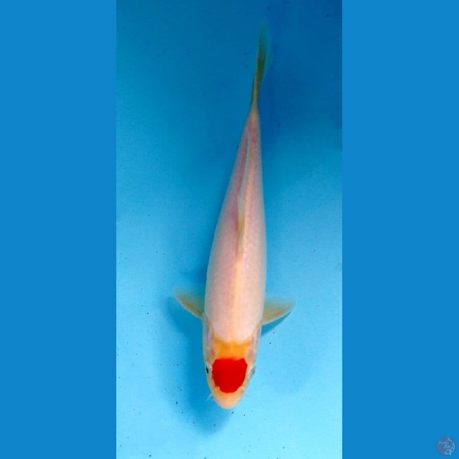 tancho24cm