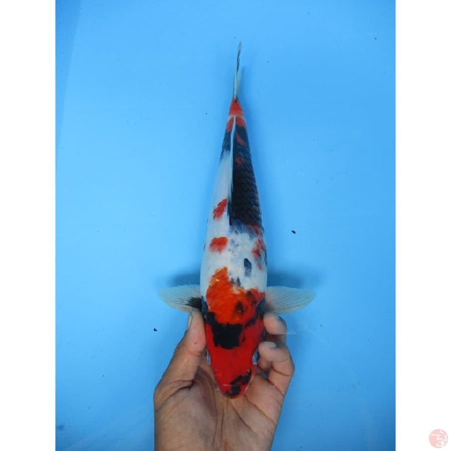 strong sansoku 29cm