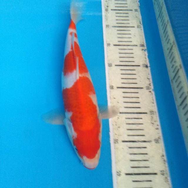 KOHAKU SQ