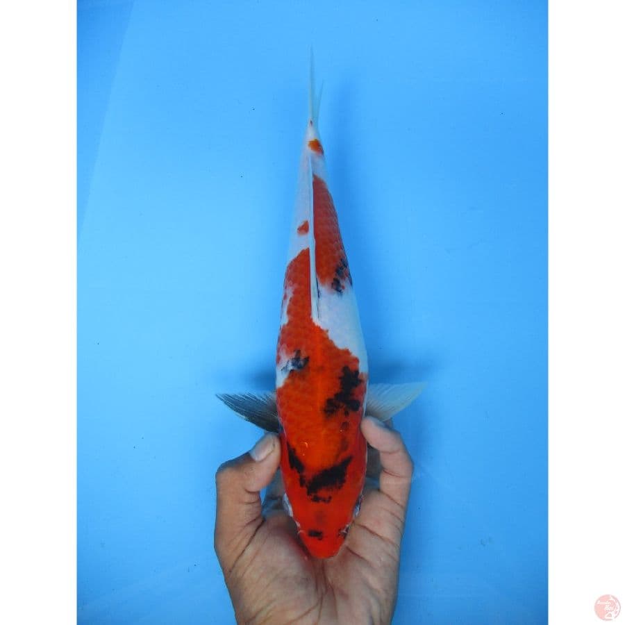 kindai showa26cm