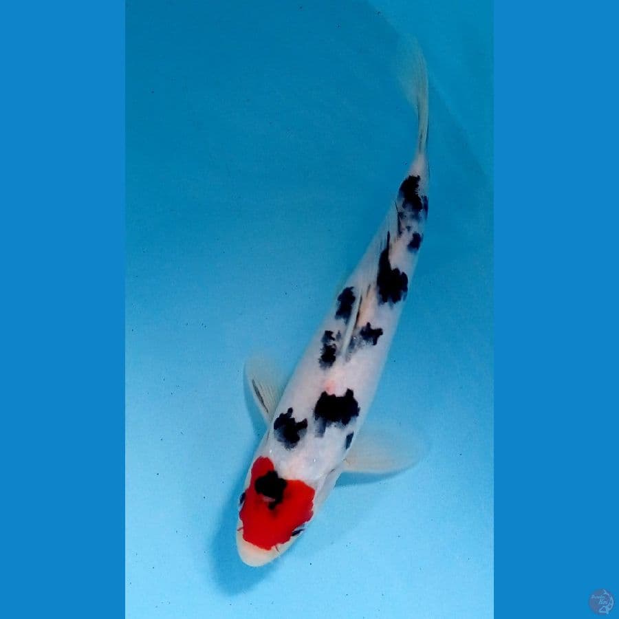 tancho sanke 22cm