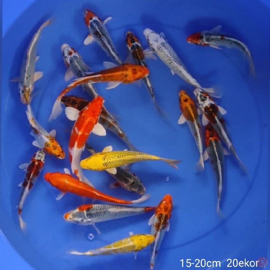 kojaku 15-20cm 20ekor