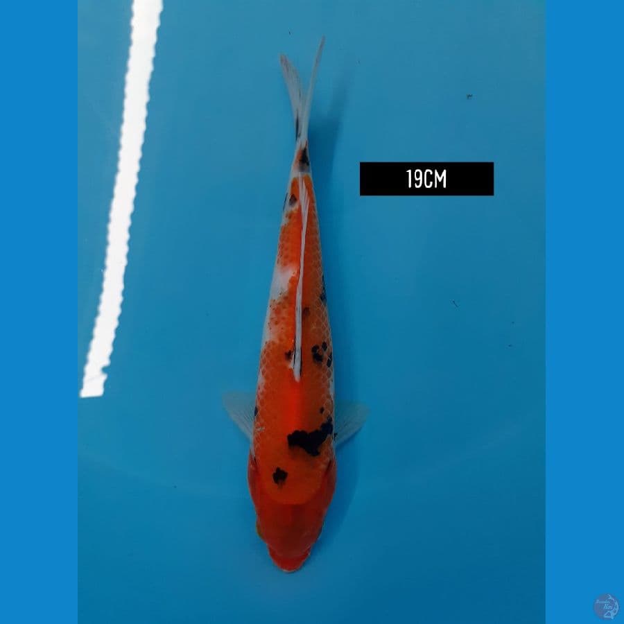 showa tateghoi