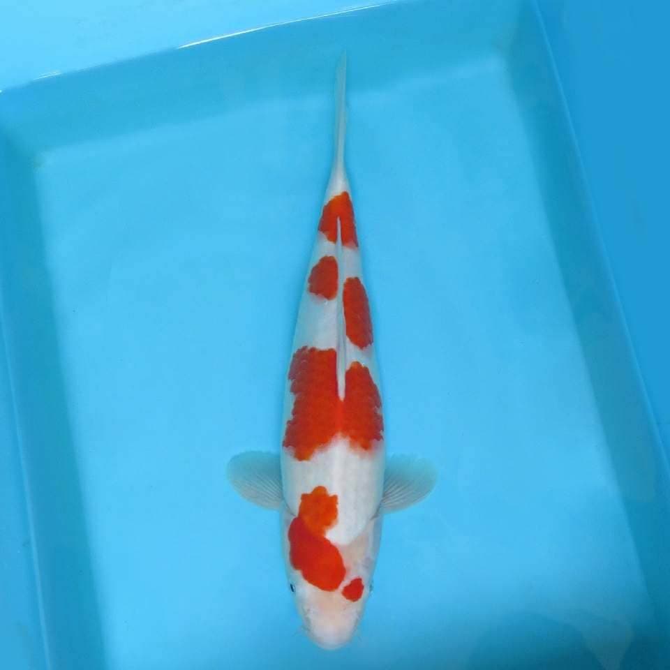 I. DAMARKOI ( TENJIN MATSURI ~ KOHAKU )