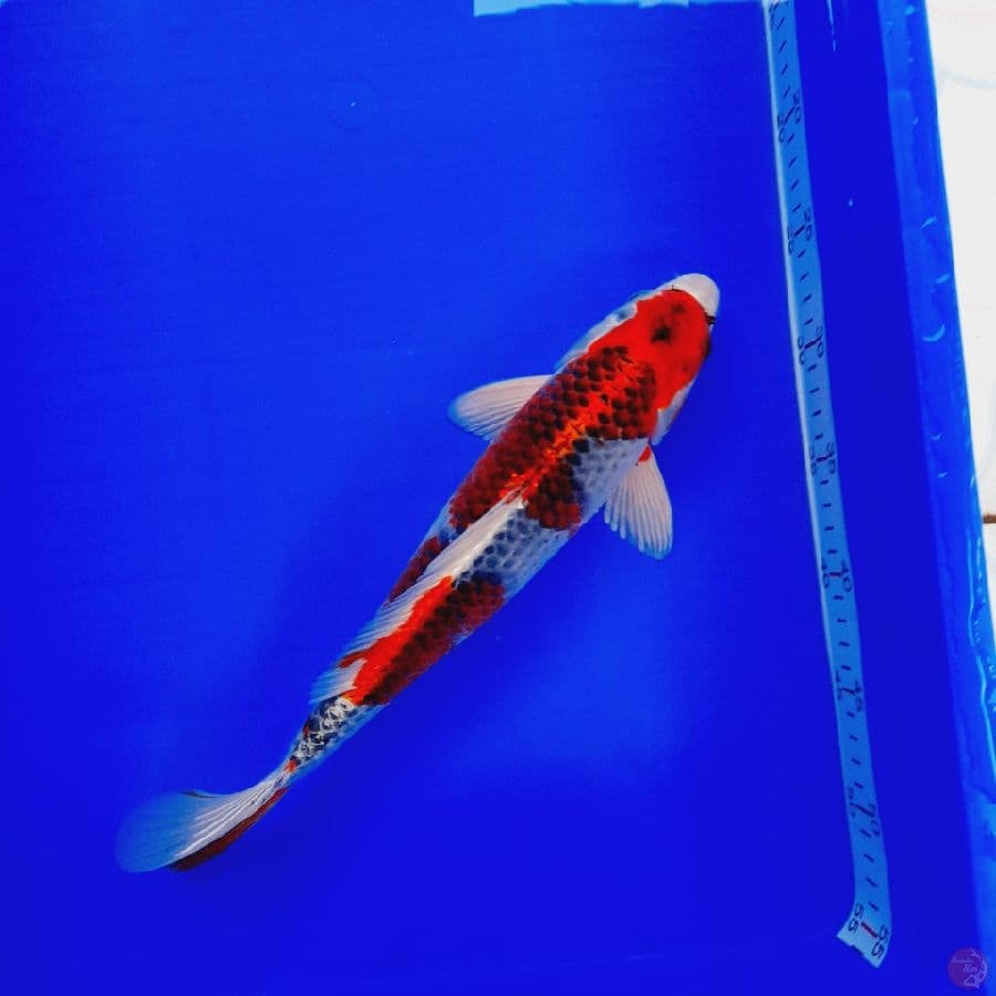 Goshiki 34Cm