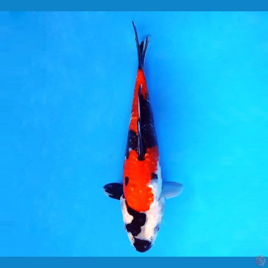 1.SHOWA GINRIN 28 CM/ML