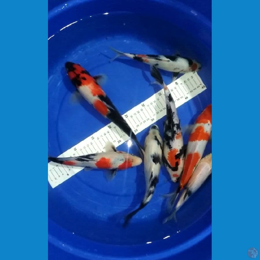 23-34cm 7 ekor