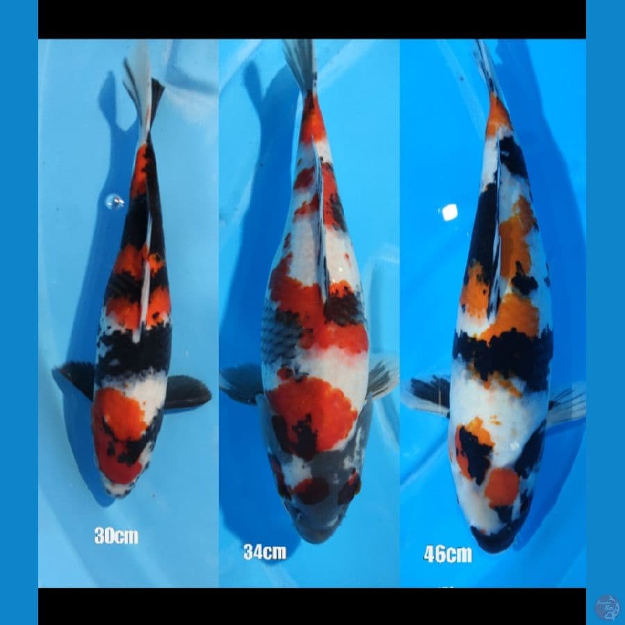 SHOWA ( 30 CM, 34 CM, 46 CM)