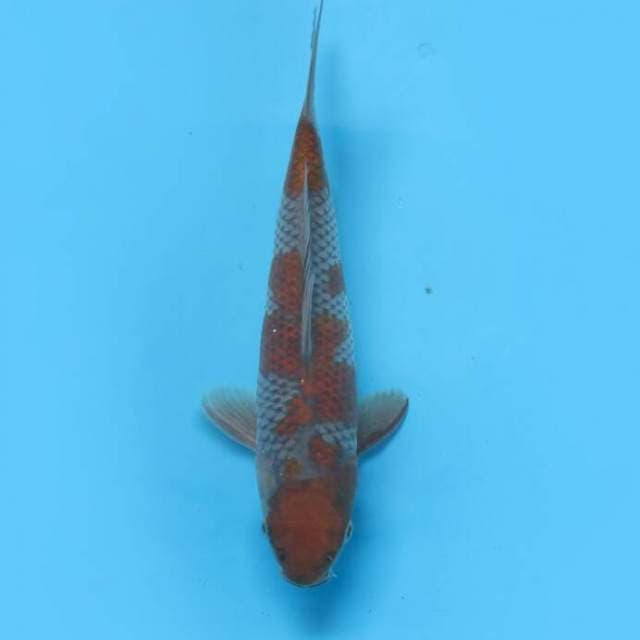 Ochiba 21 cm